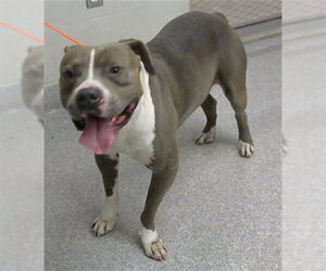 American Staffordshire Terrier-Unknown Mix Dogs for adoption in Pasadena, TX, USA