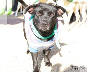 Chihuahua-Unknown Mix Dogs for adoption in Washington, DC, USA