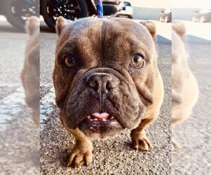 Free-Lance Bulldog Dogs for adoption in Lake Forest, CA, USA
