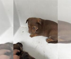 German Shepherd Dog-Unknown Mix Dogs for adoption in Houston, TX, USA