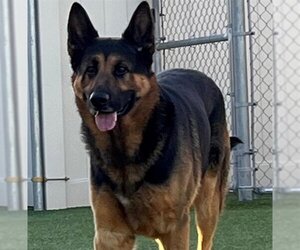 German Shepherd Dog Dogs for adoption in Camarillo, CA, USA