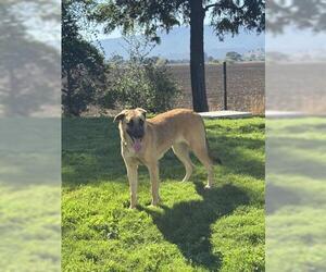 German Shepherd Dog Dogs for adoption in San Martin, CA, USA