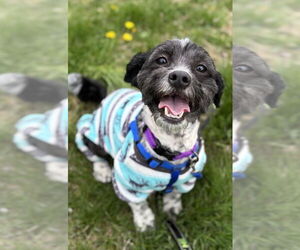 Shih Tzu-Unknown Mix Dogs for adoption in Matawan, NJ, USA
