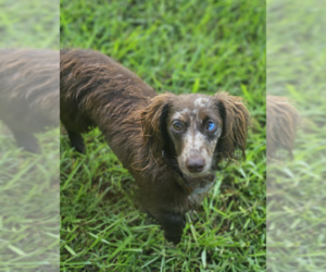 Dachshund-Unknown Mix Dogs for adoption in Cranston, RI, USA