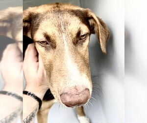 Labrador Retriever-Unknown Mix Dogs for adoption in Houston, TX, USA