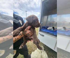 Labrador Retriever-Unknown Mix Dogs for adoption in San Antonio, TX, USA
