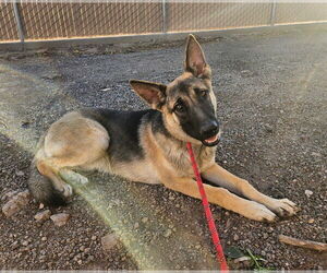 German Shepherd Dog Dogs for adoption in El Centro, CA, USA
