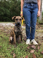 Catahoula Leopard Dog-Mountain Cur Mix Dogs for adoption in Bostic, NC, USA