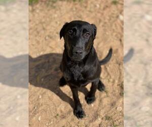 Labrador Retriever Dogs for adoption in Sugar Land, TX, USA