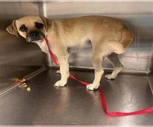 Pug-Unknown Mix Dogs for adoption in Houston, TX, USA