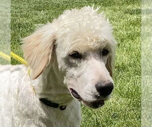 Labradoodle Dogs for adoption in Pacolet, SC, USA
