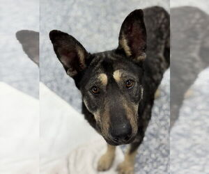 German Shepherd Dog-Unknown Mix Dogs for adoption in Bemidji, MN, USA