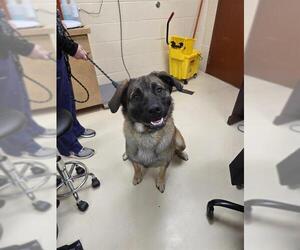 German Shepherd Dog-Unknown Mix Dogs for adoption in Center Township, PA, USA