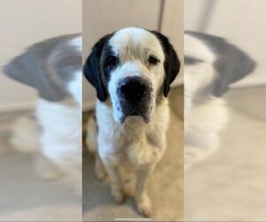 Saint Bernard Dogs for adoption in Sistersville, WV, USA