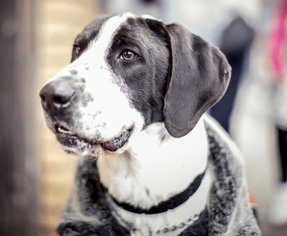 Pointer-Unknown Mix Dogs for adoption in Point Pleasant, PA, USA