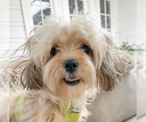 Maltese-Unknown Mix Dogs for adoption in San Ramon, CA, USA