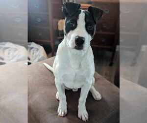 Mutt Dogs for adoption in Waterloo, IA, USA