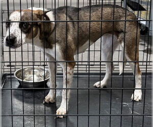 Mutt Dogs for adoption in Las Vegas, NV, USA
