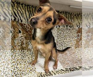Chihuahua Dogs for adoption in HESPERIA, CA, USA