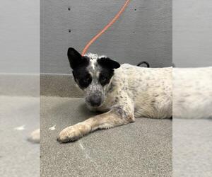 Mutt Dogs for adoption in Las Vegas, NV, USA