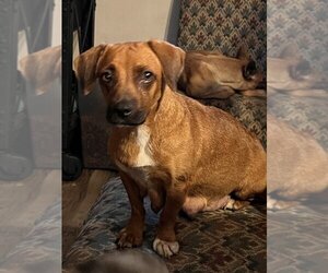 Dachshund Dogs for adoption in Grand Haven, MI, USA