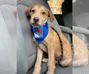 Mutt Dogs for adoption in New York, NY, USA