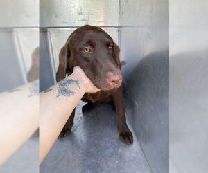Labrador Retriever Dogs for adoption in Waco, TX, USA
