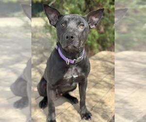 Boston Terrier-Doberman Pinscher Mix Dogs for adoption in Santa Barbara, CA, USA