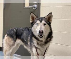 Siberian Husky Dogs for adoption in Denver, CO, USA