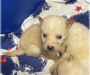 Siberian Husky Dogs for adoption in Houston, TX, USA