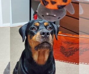 Rottweiler Dogs for adoption in COLUMBIA, MD, USA