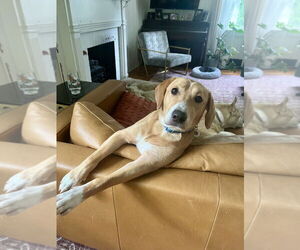 Mutt Dogs for adoption in Candler, NC, USA