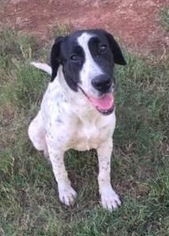 Pointer Dogs for adoption in Rockaway, NJ, USA