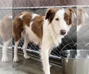 Border Collie Dogs for adoption in Redlands, CA, USA