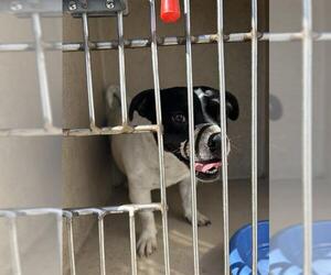 Beagle-Unknown Mix Dogs for adoption in Oklahoma City, OK, USA