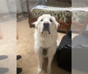 Great Pyrenees Dogs for adoption in Winter Park, CO, USA