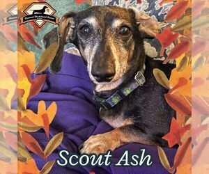 Dachshund Dogs for adoption in San Antonio, TX, USA