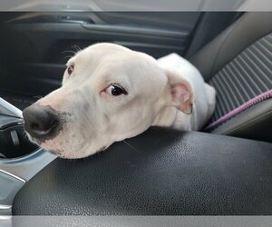 American Pit Bull Terrier-Unknown Mix Dogs for adoption in Huntington Beach, CA, USA