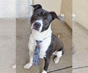 American Pit Bull Terrier-Unknown Mix Dogs for adoption in McKinney, TX, USA
