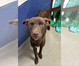 Labrador Retriever-Unknown Mix Dogs for adoption in Sterling, MA, USA