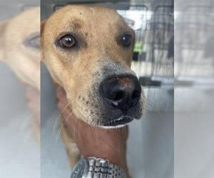 Black Mouth Cur-Unknown Mix Dogs for adoption in Houston, TX, USA