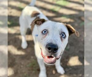 American Pit Bull Terrier-Unknown Mix Dogs for adoption in Aurora, CO, USA