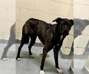 American Pit Bull Terrier-German Shepherd Dog Mix Dogs for adoption in Anchorage, AK, USA