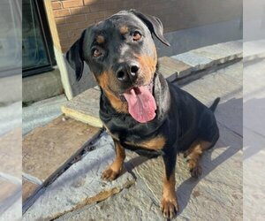 Rottweiler Dogs for adoption in Toronto, Ontario, Canada