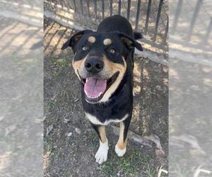 Bernese Mountain Dog-Unknown Mix Dogs for adoption in Riverside, CA, USA