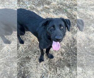 Golden Shepherd Dogs for adoption in Thomasville, NC, USA