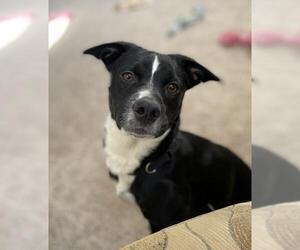 Mutt Dogs for adoption in Herndon, VA, USA