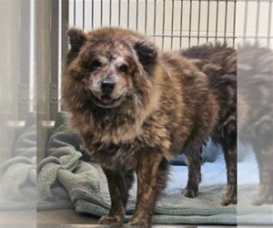 Chow Chow Dogs for adoption in Rancho Cucamonga, CA, USA