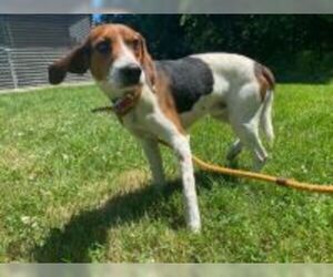 Beagle Dogs for adoption in Hillsdale, IN, USA