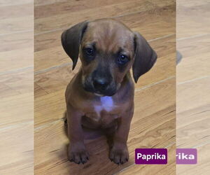 Labbe Dogs for adoption in Alexander, AR, USA